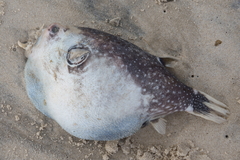 Arothron firmamentum