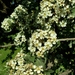 Crataegus orientalis aronia - Photo (c) עומר וינר, some rights reserved (CC BY-NC), uploaded by עומר וינר