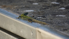 Podarcis muralis
