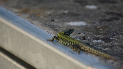 Podarcis muralis