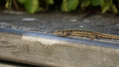 Podarcis muralis