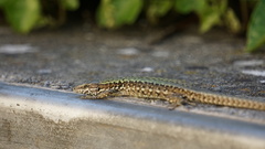 Podarcis muralis