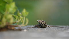Podarcis muralis
