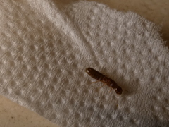 Kalotermitidae
