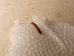Kalotermitidae