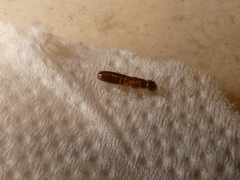 Kalotermitidae