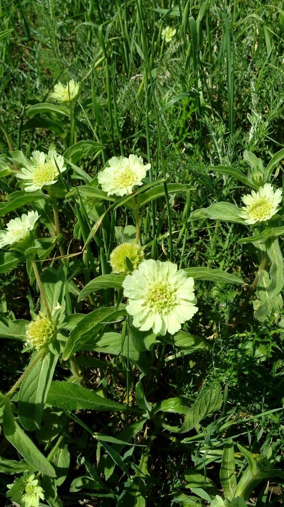 Carmel Daisy