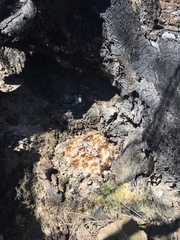 Daleomyces phillipsii