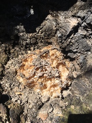 Daleomyces phillipsii