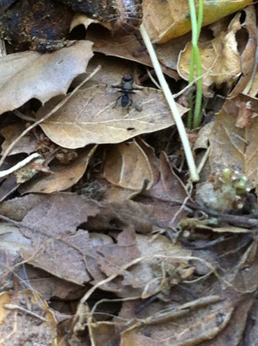 Boatman Fly photo 4