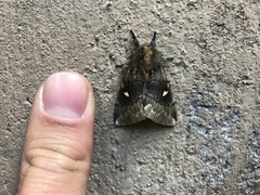 Ormiscodes amphimone