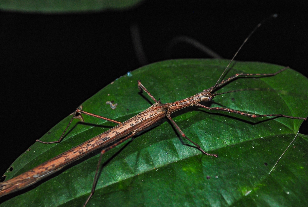 Paraphasma umbretta