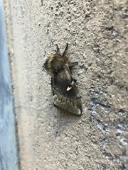 Ormiscodes amphimone