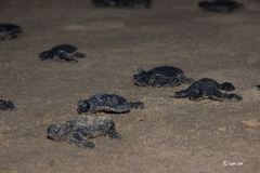 Lepidochelys olivacea
