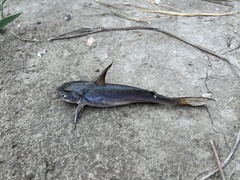 Spotted Catfish photo 4
