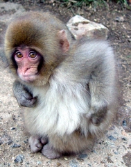 Macaca fuscata