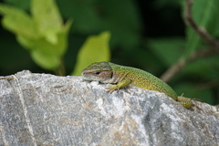 Lacerta viridis