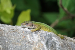 Lacerta viridis