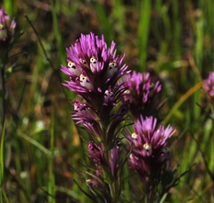 Castilleja densiflora densiflora