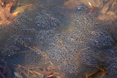 Lithobates sylvaticus