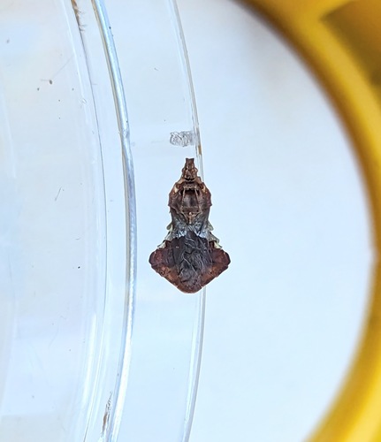 Phymata albopicta