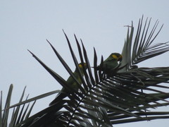 Ognorhynchus icterotis