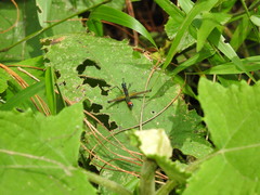 Paramastax duquei