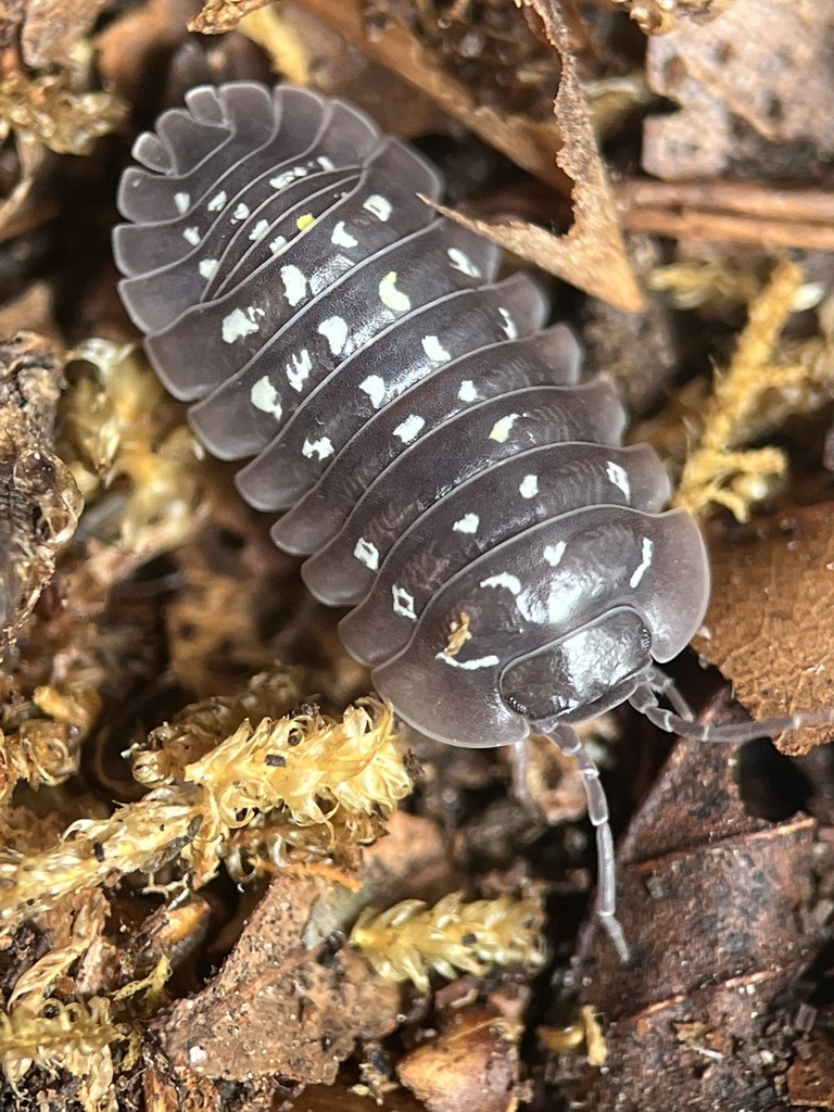 Armadillidium marmorivagum