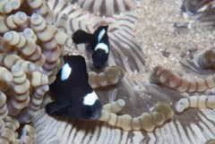 ミツボシクロスズメダイ