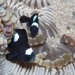 ミツボシクロスズメダイ