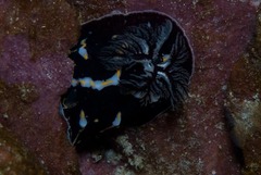 Halgerda