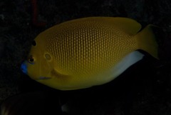 Apolemichthys trimaculatus