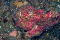 Antennarius commerson