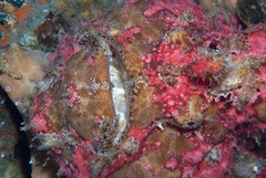 Antennarius commerson