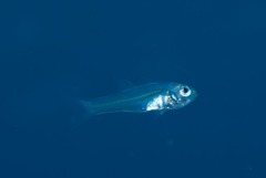 Psenes