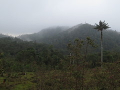 Ceroxylon quindiuense