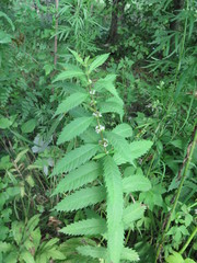 Lycopus charkeviczii