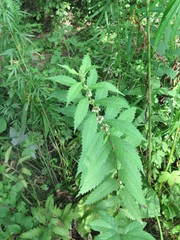 Lycopus charkeviczii