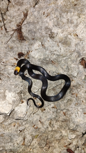 Photo of a Blackbelly Centipede Snake (Tantilla moesta)