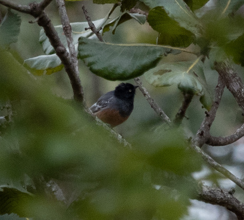iNaturalist image