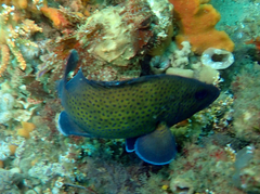 Acanthistius ocellatus