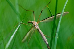 Tipula colei