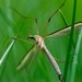 Tipula colei - Photo (c) Jay Smith, some rights reserved (CC BY-NC), uploaded by Jay Smith