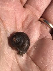 Helminthoglypta walkeriana