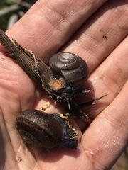 Helminthoglypta walkeriana