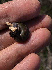 Helminthoglypta walkeriana