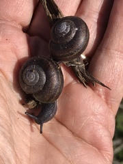 Helminthoglypta walkeriana