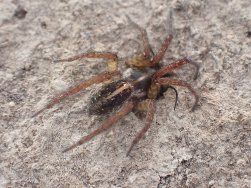 Yellow-striped Bear-spider