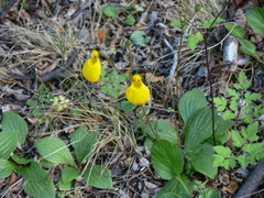Calceolaria biflora