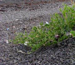 Capparis spinosa herbacea